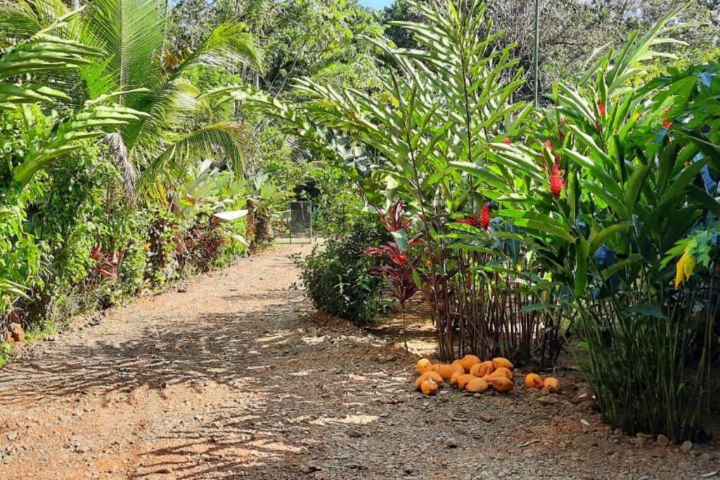 Hospedaje Valencia Osa, Cr Potrero  المظهر الخارجي الصورة